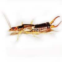 Earwigs