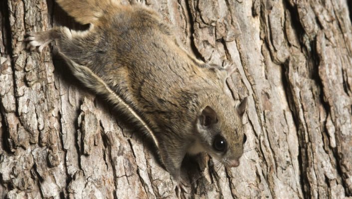 Attic Tenants: Flying Squirrels