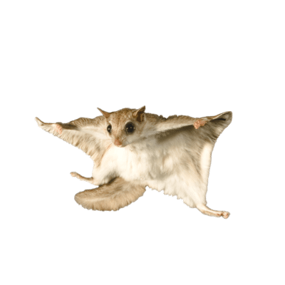 Flying Squirrel