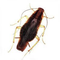 German Cockroaches