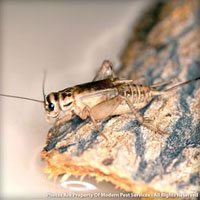 House Crickets