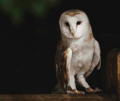 Protect Your Home and the Environment with Modern Pest Services’ Rodenticide-Free Options 