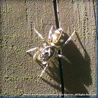 Jumping spider outside
