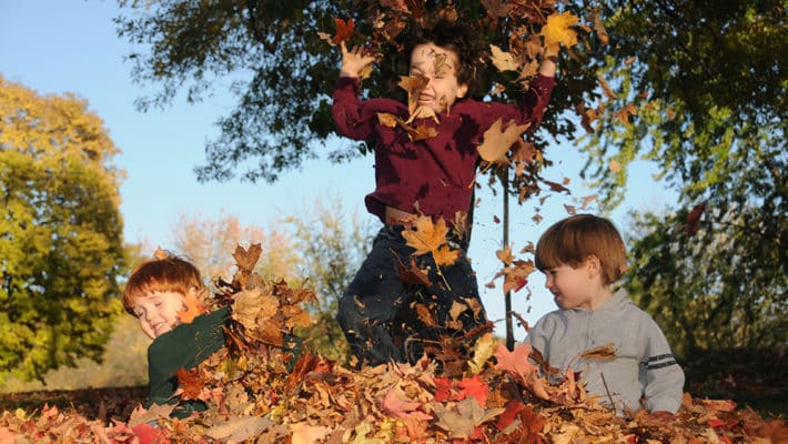 What Pests Are Lurking in the Bottom of Your Leaf Pile?
