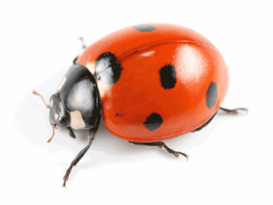 Ladybugs