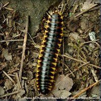 Millipede identification for pest control in ME, MA, and NH