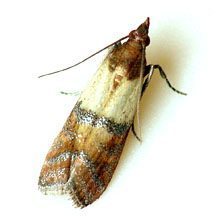 Pantry Pest