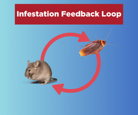 Infestation Feedback Loop: When Mice and Roaches Feed Each Other 