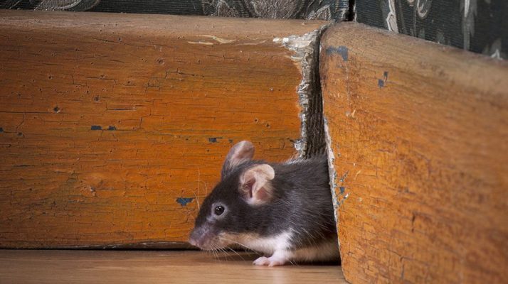 Are Mice Moving into Your Home for the Winter?