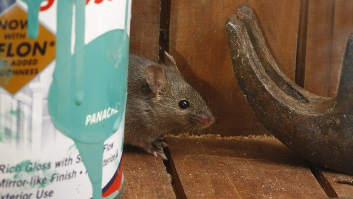Three Steps to Stopping Mice From Getting Into Your Shed