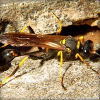 Mud Daubers