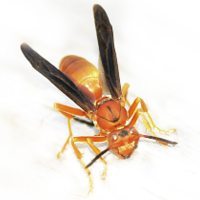 Paper Wasps