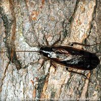 Pennsylvania Wood Cockroaches