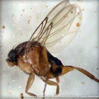 Phorid Flies