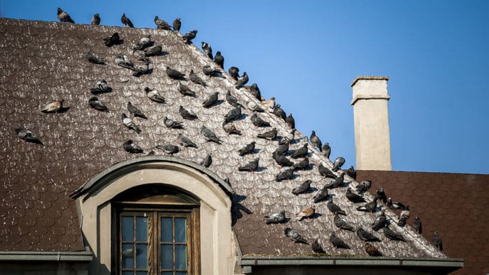 Winter Birds And Your Business: Bird Control
