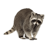 Raccoons