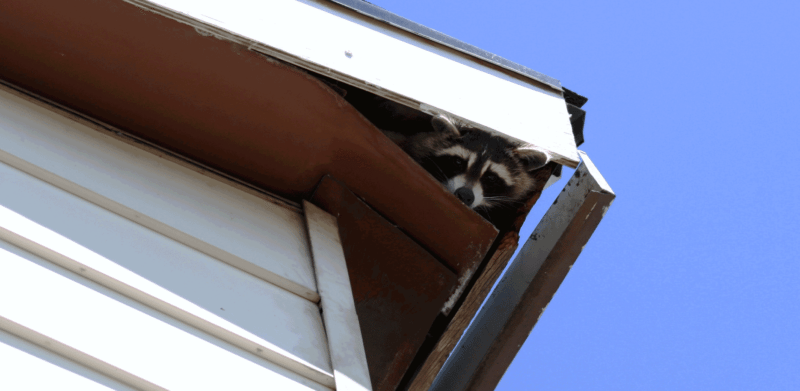 Are Raccoons Moving Into Your Attic?