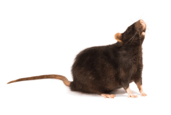 Rats are still on the Rise in the Northeast