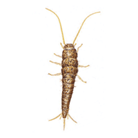 Silverfish