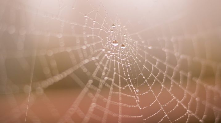 Spiders: Nice, Furry Guests Or Evil, Hairy Pests?