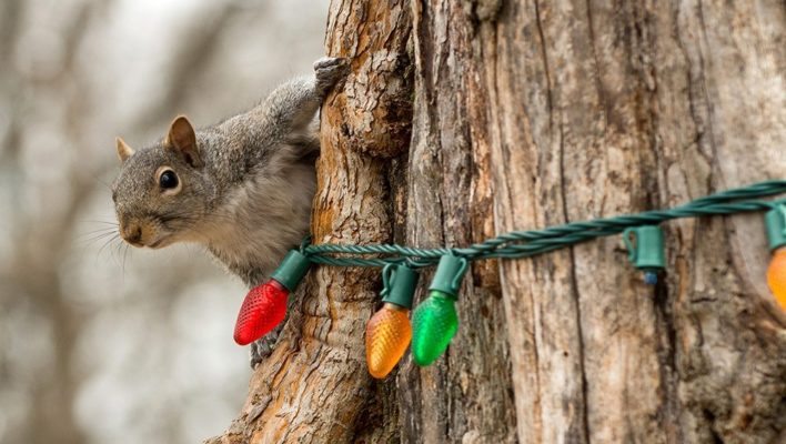 SQUIRRELS: The Scourge of Holiday Lights?