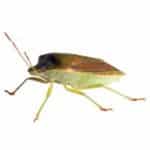 Stink Bug