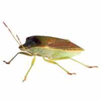 Stink Bugs
