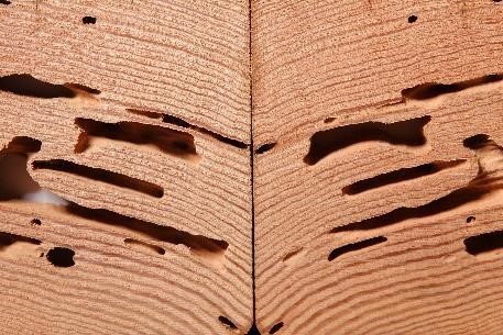 Termite damage in block of wood