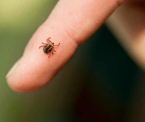 Tough Ticks: Why Ticks Are So Difficult to Kill?