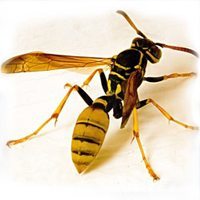 Wasps