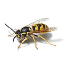 wasp-sm