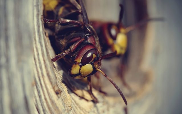 Uh Oh! Wasps in the Walls!