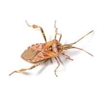Western Conifer Seed Bugs
