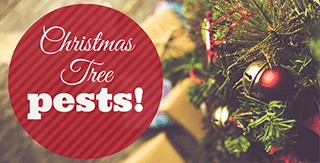 Real Tree? Real Pests!