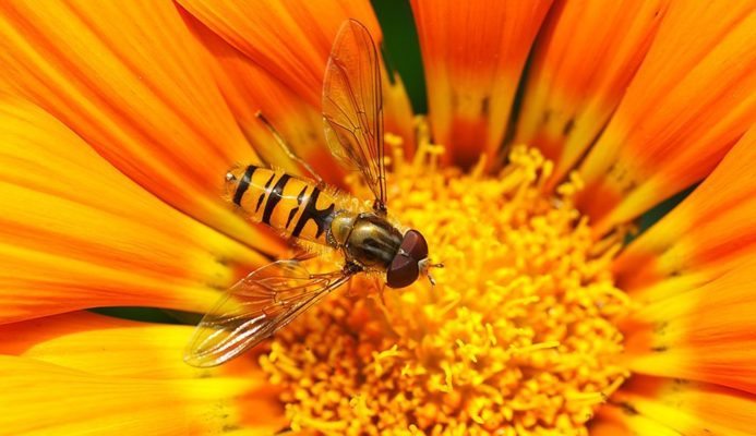 Five Facts About Wasps